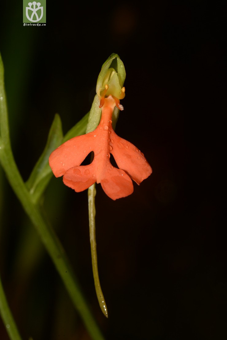 habenaria rhodocheila橙黄玉凤花【g】2014-07-19xx-gd (15).