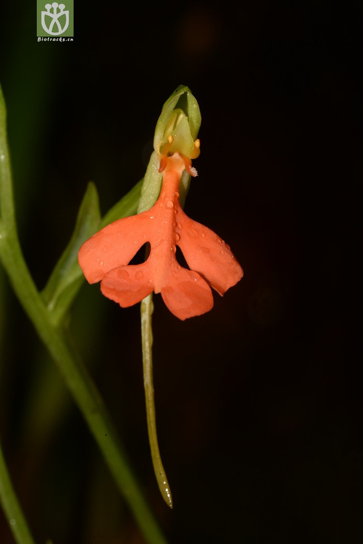 habenaria rhodocheila橙黄玉凤花【g】2014-07-19xx-gd(15.