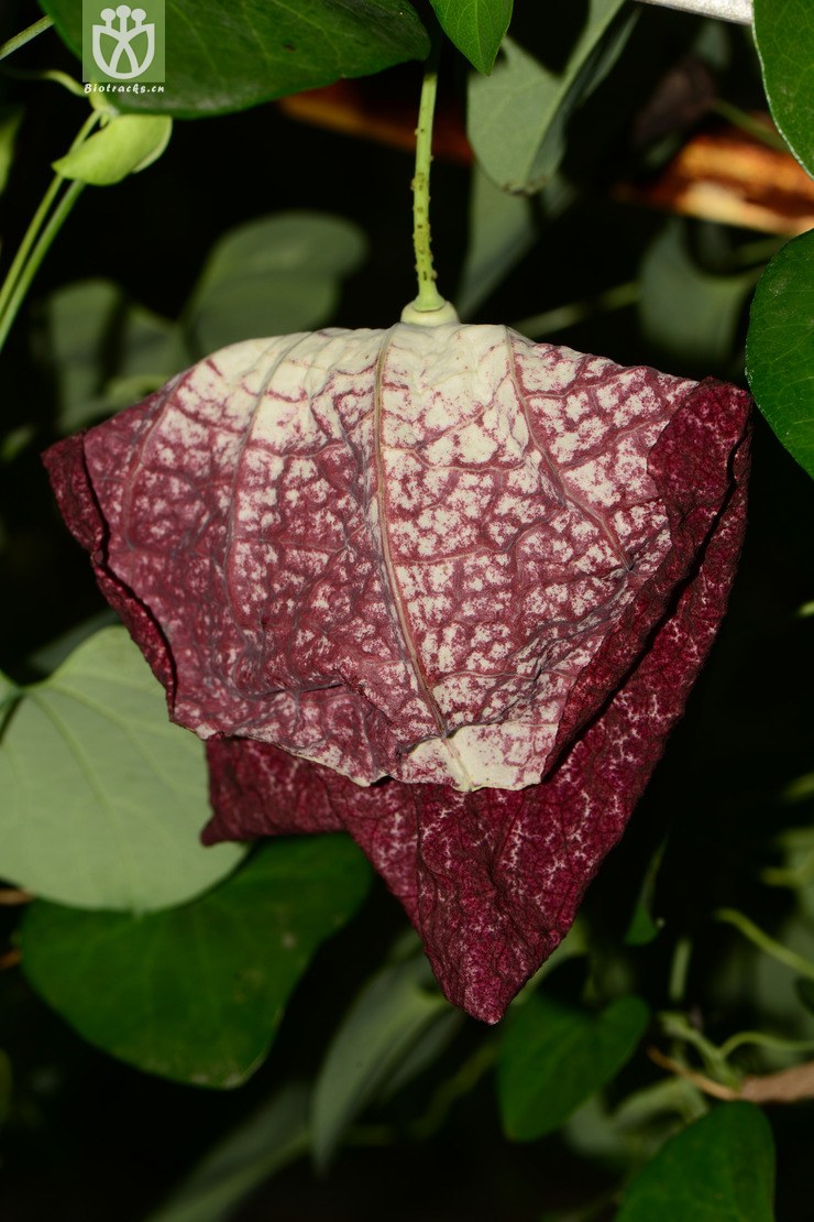 aristolochia gigantea巨花马兜铃【国外】【g】2014-07-05xx-sh (3).