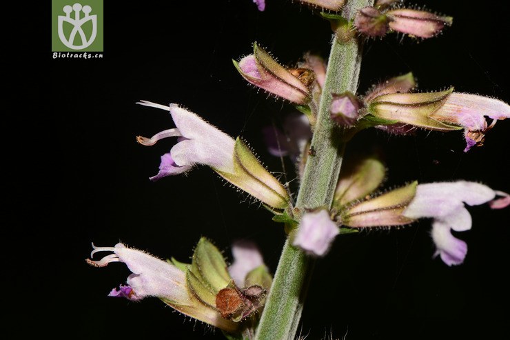 100 salvia adiantifolia铁线鼠尾草【g】2014-07-04xx-sh(22.