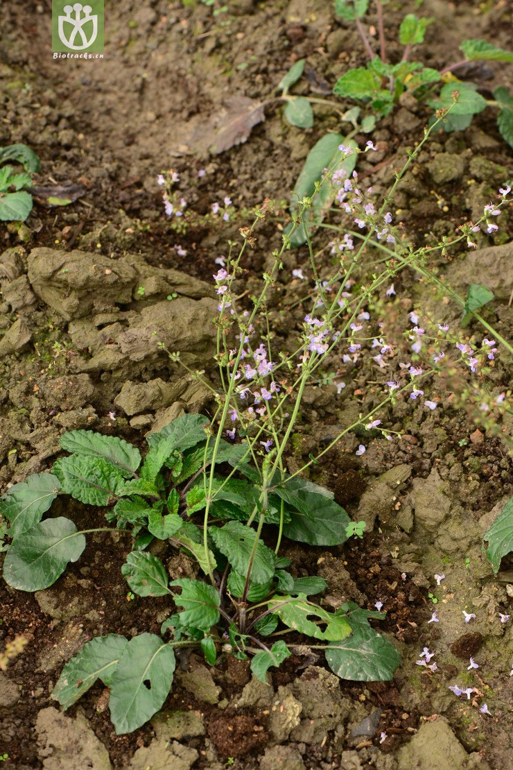 45% salvia prionitis红根草【g】2014-07-04xx-sh (0).