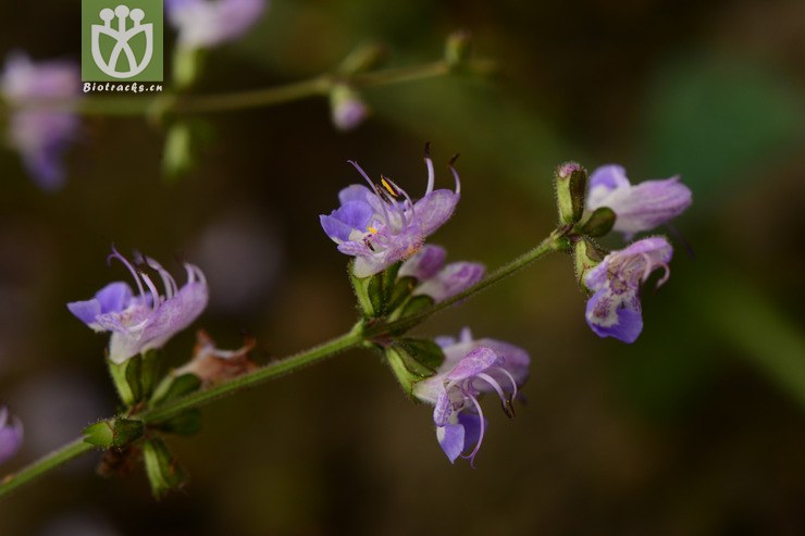salvia prionitis红根草【g】2014-07-04xx-sh (12).