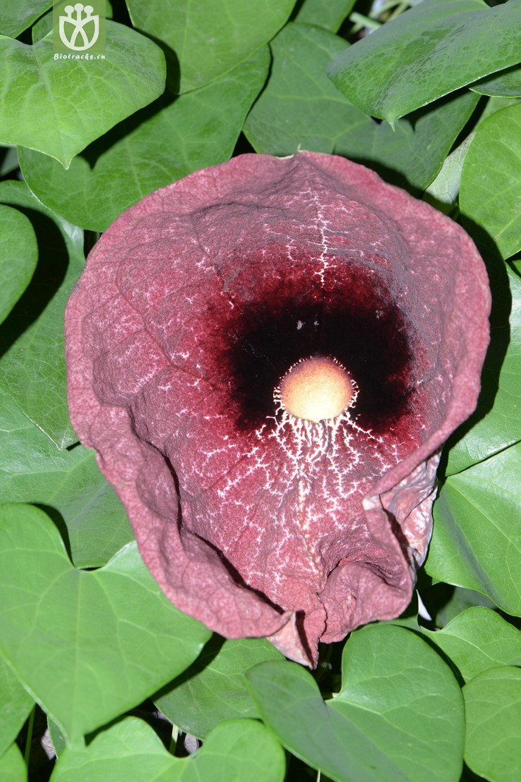 aristolochia gigantea巨花马兜铃【国外】【g】2014-07-05xx-sh (26)