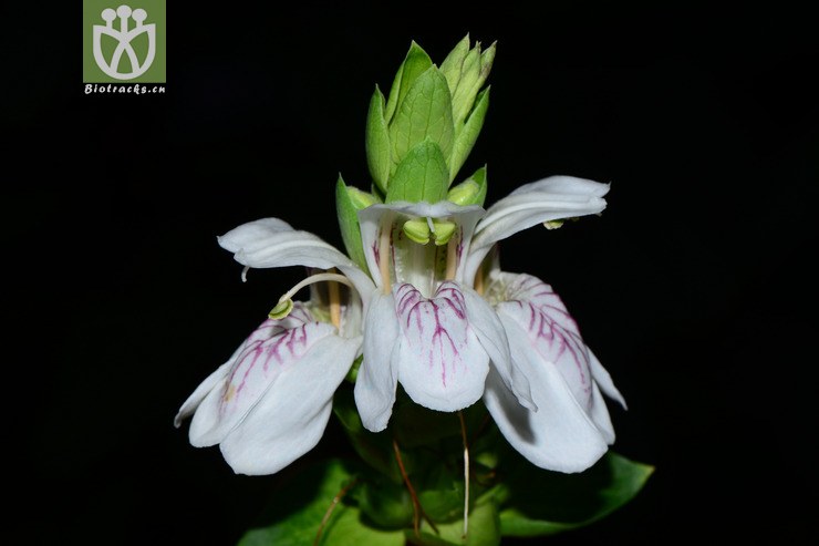 justicia adhatoda鸭嘴花【g】2015-01-22xx-sh (8).