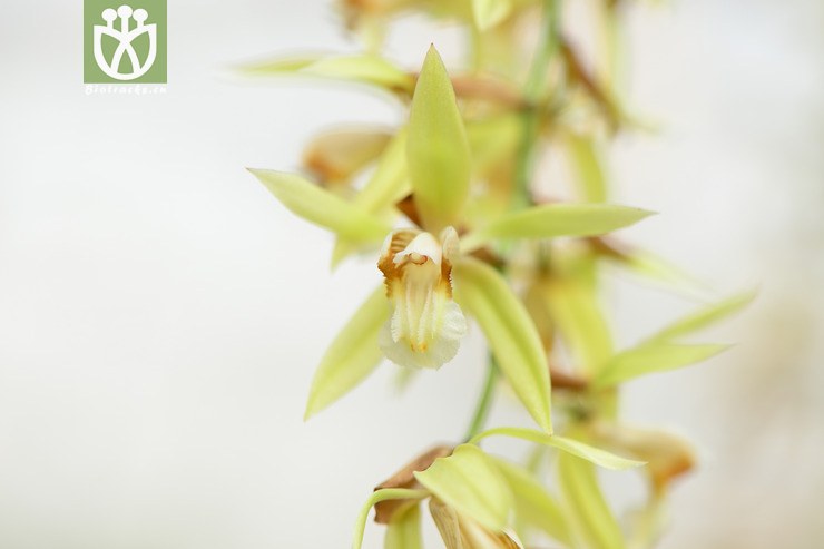coelogyne rochussenii香花贝母兰【国外】【g】2014-11-06xx-sh (17)