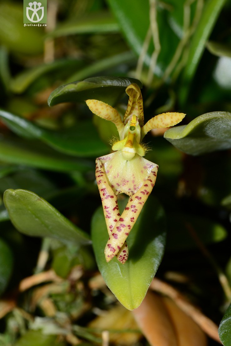 图片信息-kingdonia-植物云数据