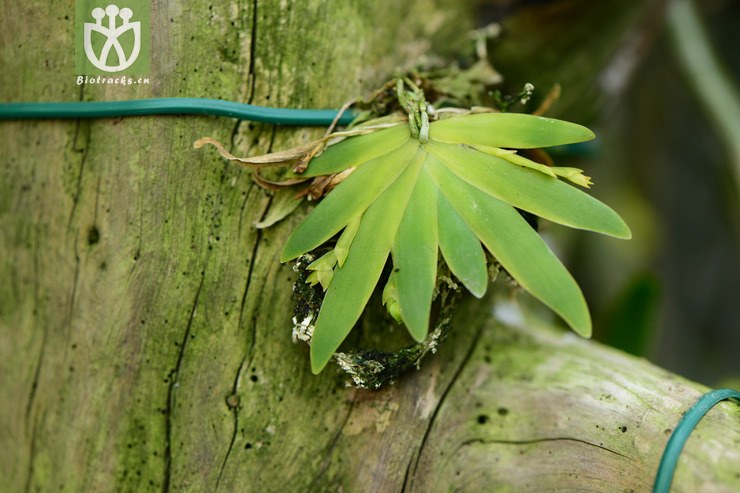 psygmorchis pusilla扇叶文心兰【国外】【g】2014-11-06xx-sh (7).