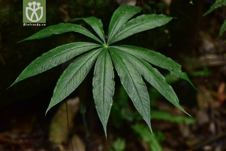 5826 arisaema erubescens一把伞南星【可以处理】2017-05-11xx-yn