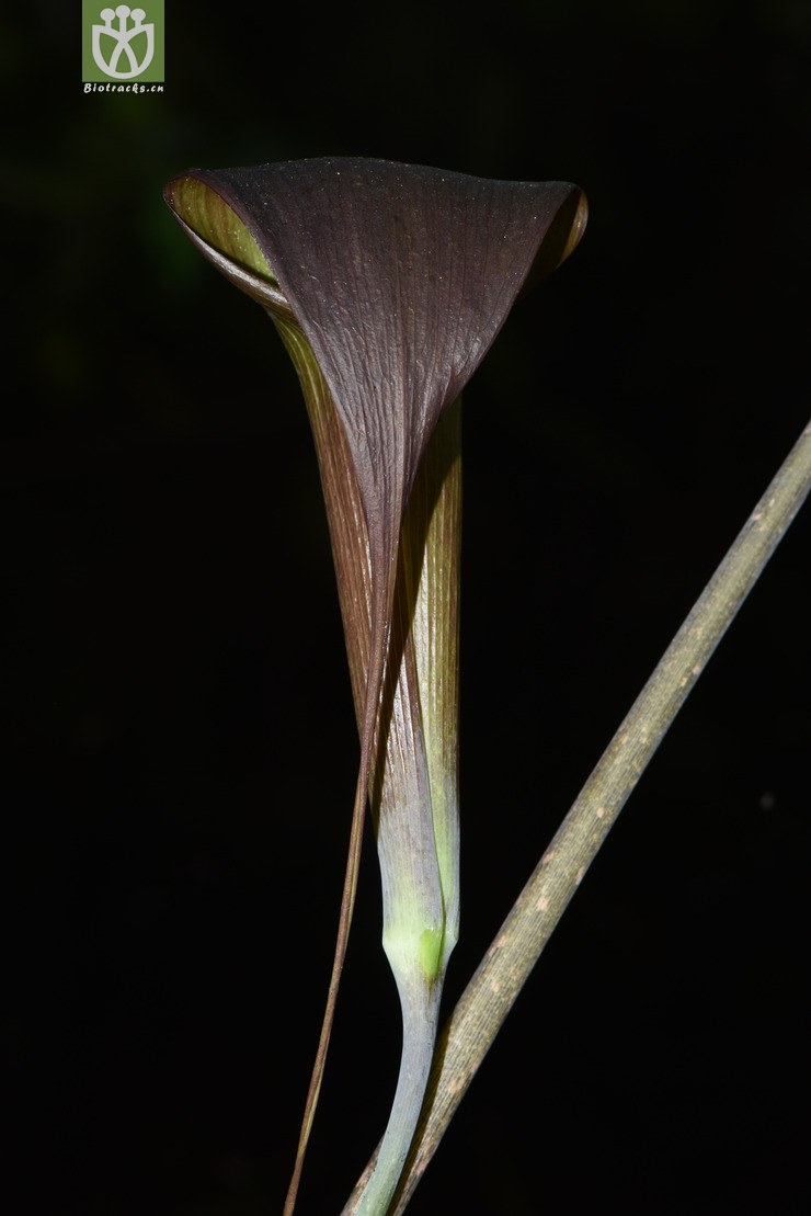 5826 arisaema erubescens一把伞南星【可以处理】2017-05-11xx-yn
