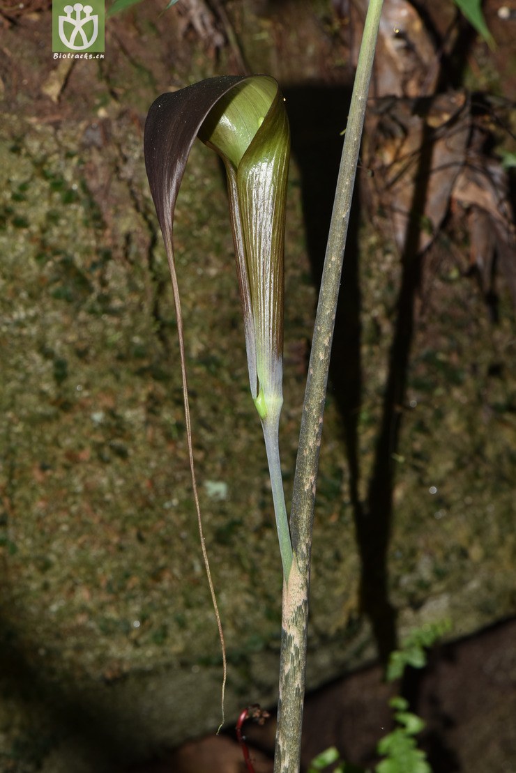 5826 arisaema erubescens一把伞南星【可以处理】2017-05-11xx-yn
