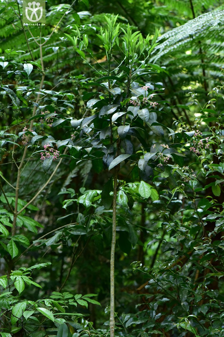 ardisia maculosa珍珠伞【中植】【zyg】2017-05-13xx-yn dsc_1556.