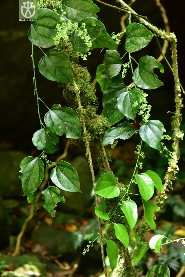 图片信息-kingdonia-植物云数据