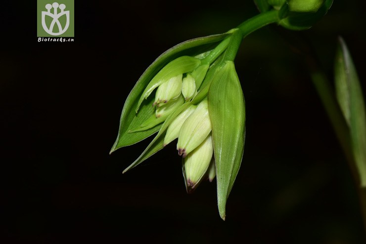 5956 disporum chinense中國萬壽竹【g】【標本號:zxx17065】2017-05