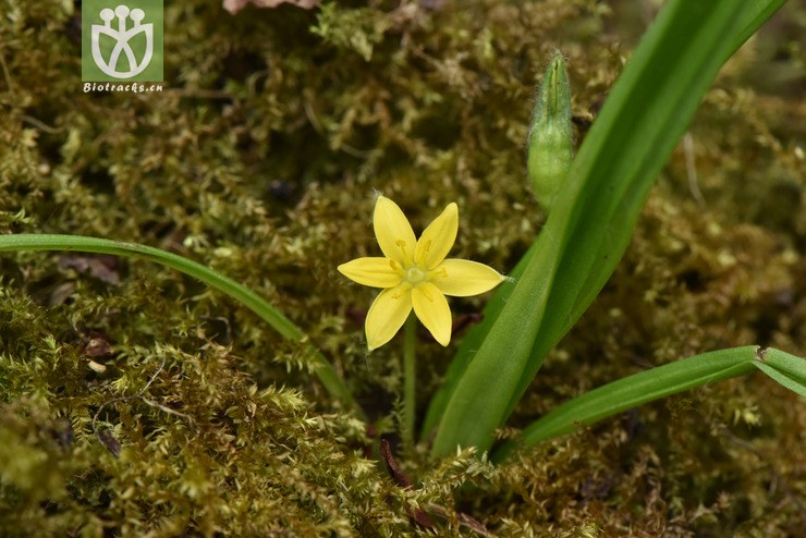 100 6015 hypoxis aurea小金梅草【可以处理】2017-05-16xx-yn dsc