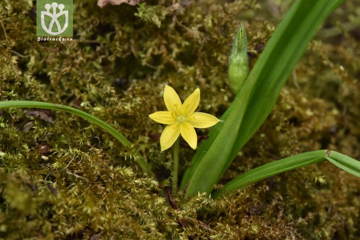 6015 hypoxis aurea小金梅草【可以处理】2017-05-16xx-yn dsc_4677.