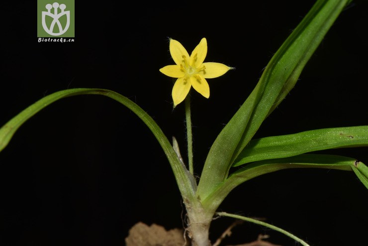 6015 hypoxis aurea小金梅草【可以处理】2017-05-16xx-yn dsc_4688.