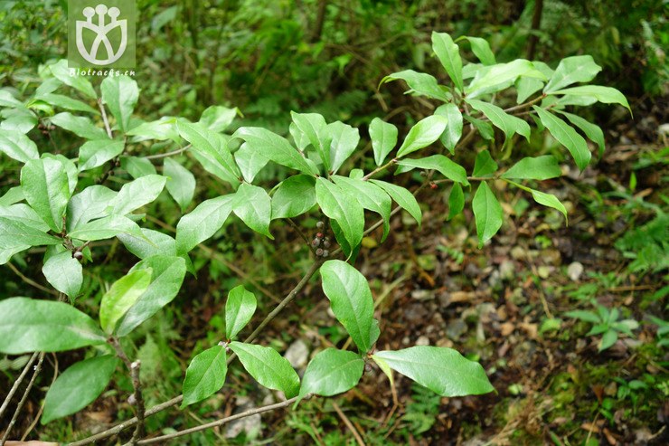 viridescens绿叶冠毛榕2017-05-16xx-y相邻时间拍摄的照片共1张