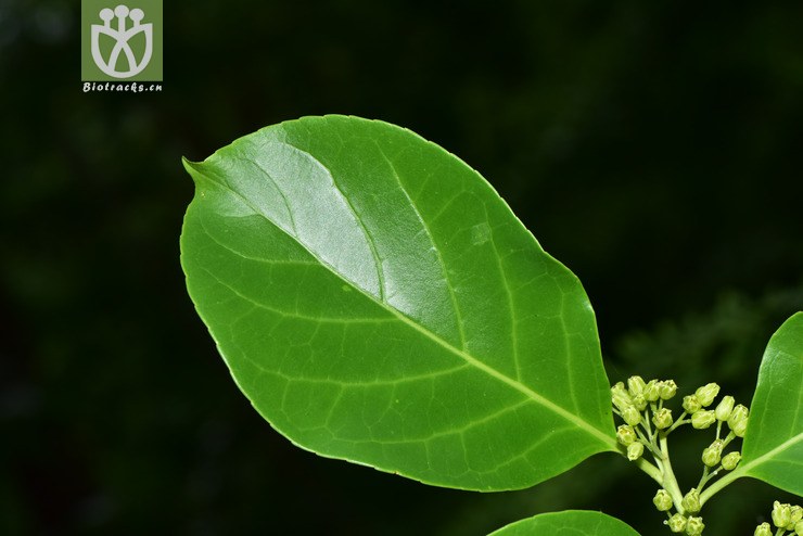 6018 celastrus stylosus显柱南蛇藤【可以处理】2017-05-16xx-yn dsc