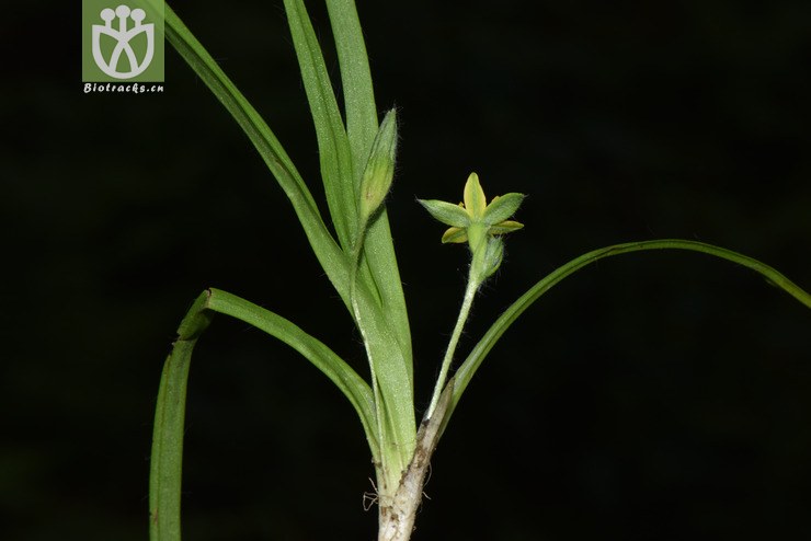 6015 hypoxis aurea小金梅草【可以处理】2017-05-16xx-yn dsc_4686.