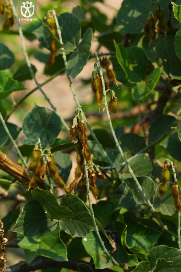 pueraria lobata var. montana葛麻姆▓▲2010-08-09xx-sc (5).