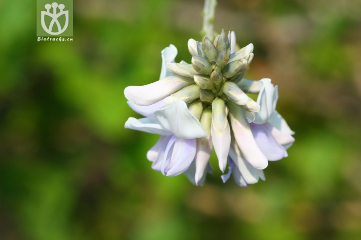 pueraria lobata var. montana葛麻姆▓▲2010-08-09xx-sc (8).