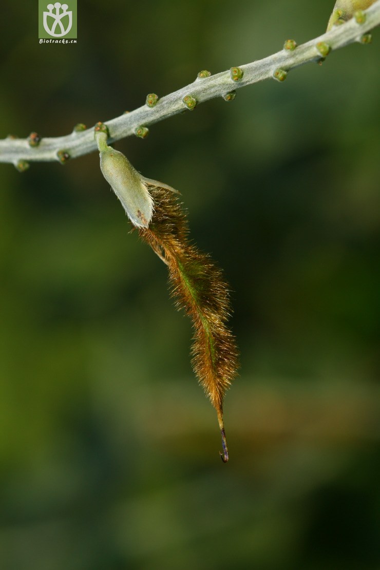 pueraria lobata var. montana葛麻姆▓▲2010-08-09xx-sc (15).