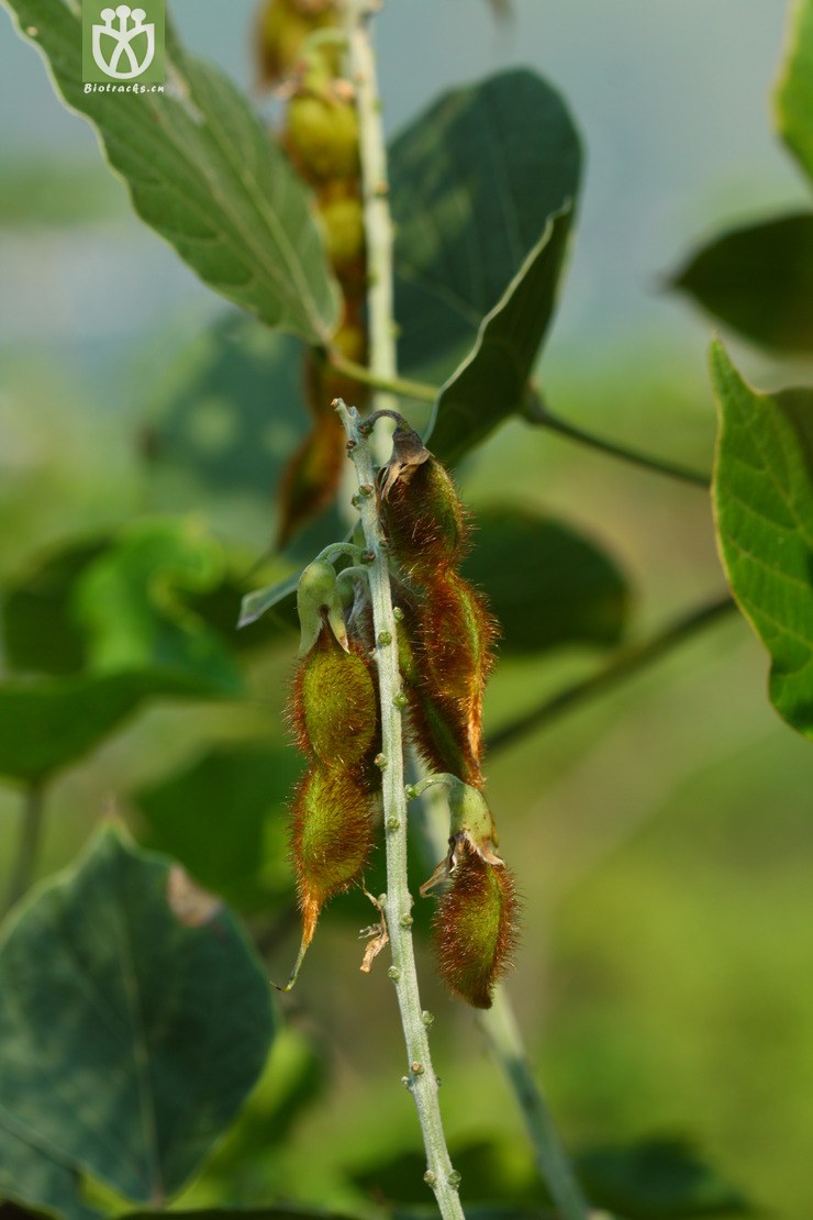 图片信息-kingdonia-植物云数据