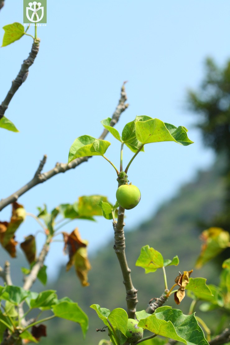 jatropha curcas麻疯树2010-08-09xx-sc (4).