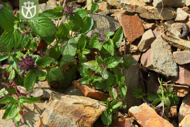 clinopodium repens匍匐风轮菜2010-08-12xx-sc (1).