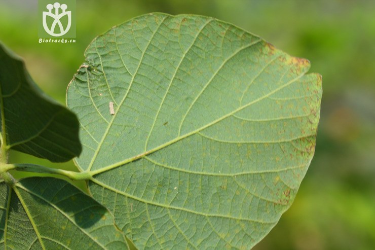 图片信息-kingdonia-植物云数据