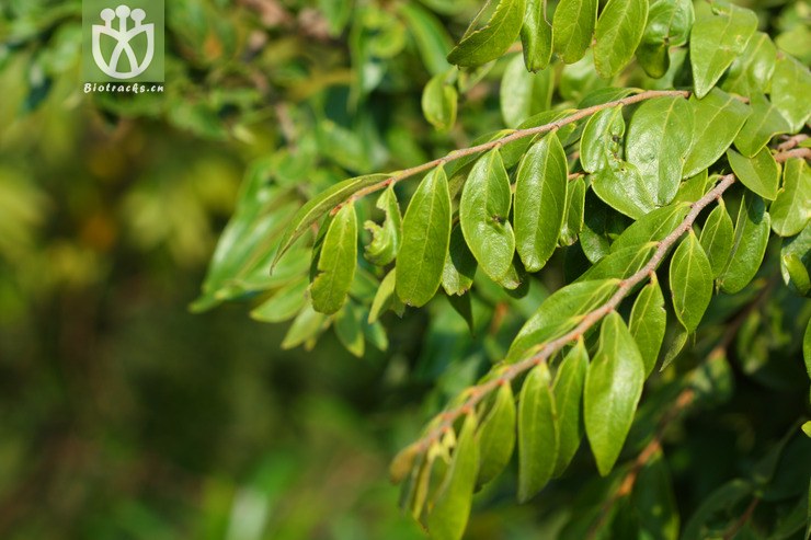 diospyros dumetorum岩柿2010-08-09xx-sc (1).