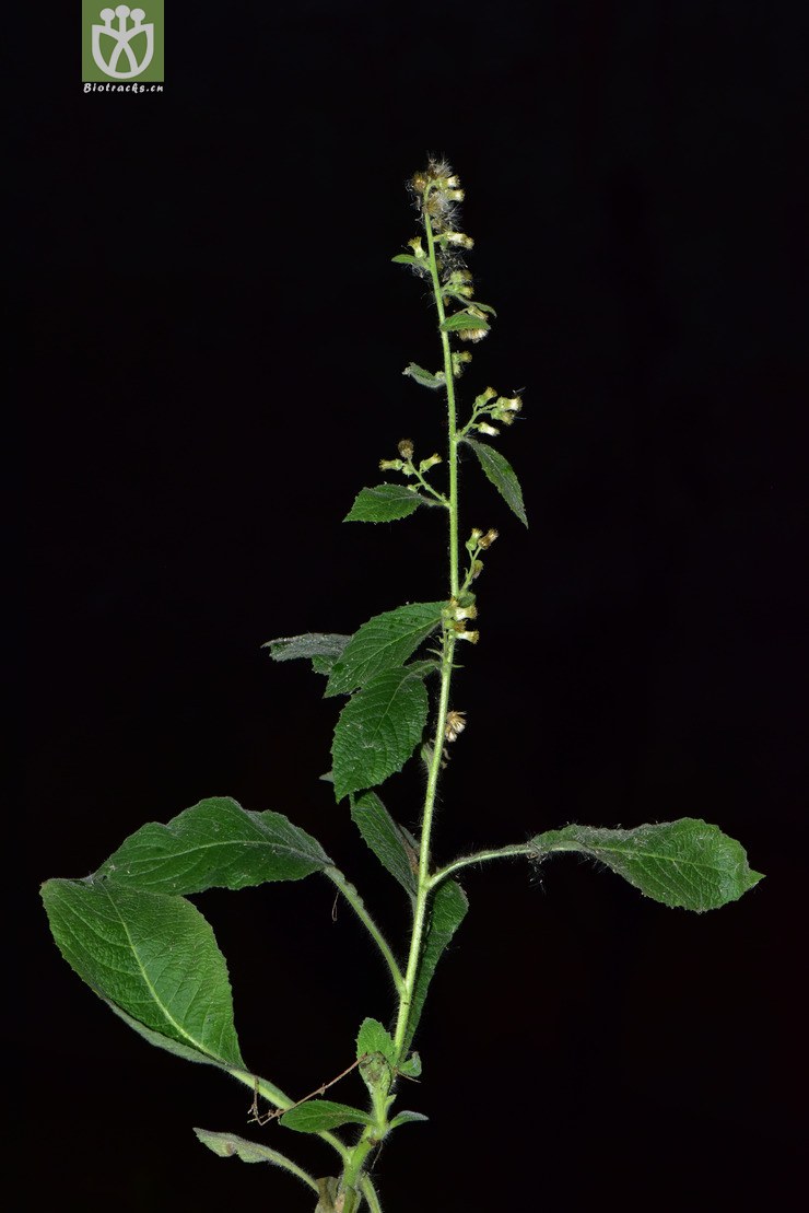 6848 blumea formosana台北艾纳香【可以处理】2017-05-18xx-yn dsc