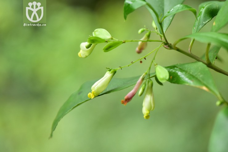 6051 polygala wattersii長毛籽遠志【可以處理】2017-05-17xx-yn dsc