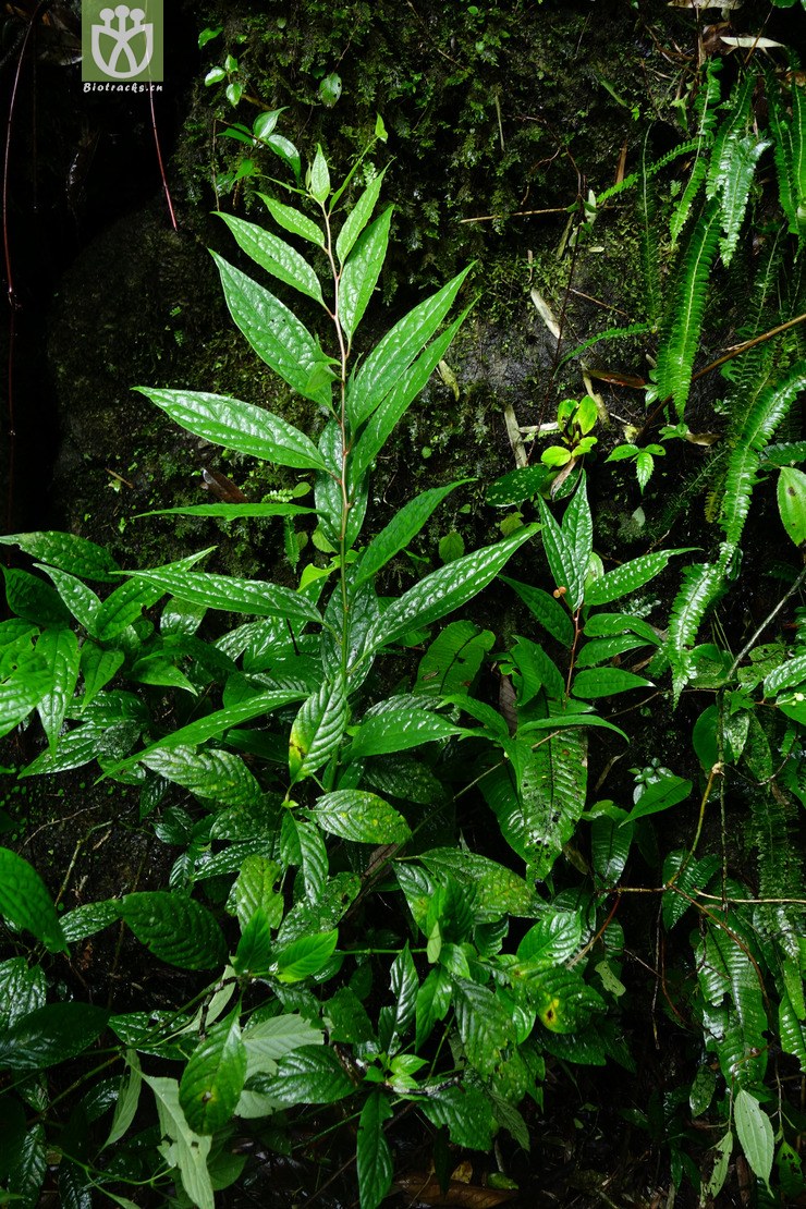 图片信息-kingdonia-植物云数据