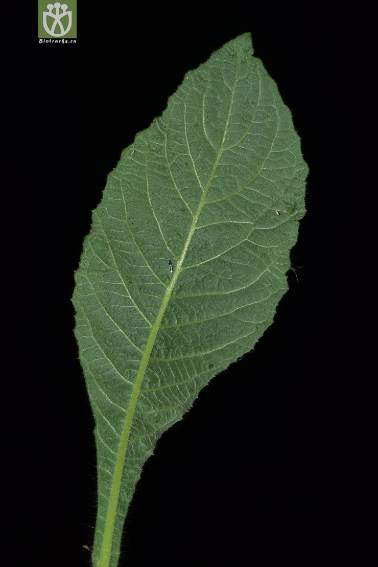 6848 blumea formosana台北艾纳香【可以处理】2017-05-18xx-yn dsc