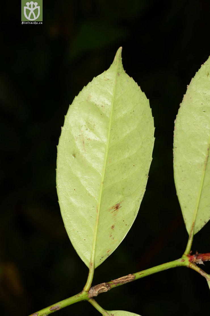 卫矛科euonymus卫矛属,第2种2014-06-15xx-sc (9).