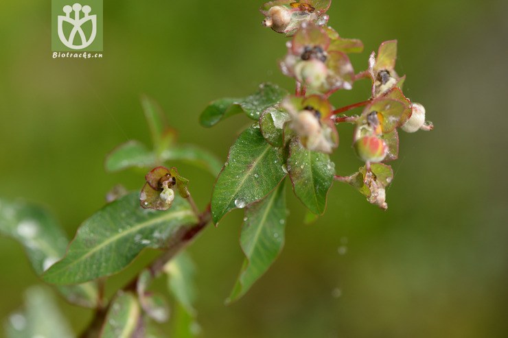 euphorbia micractina甘青大戟【可以处理】2014-08-08xx-sc (12).