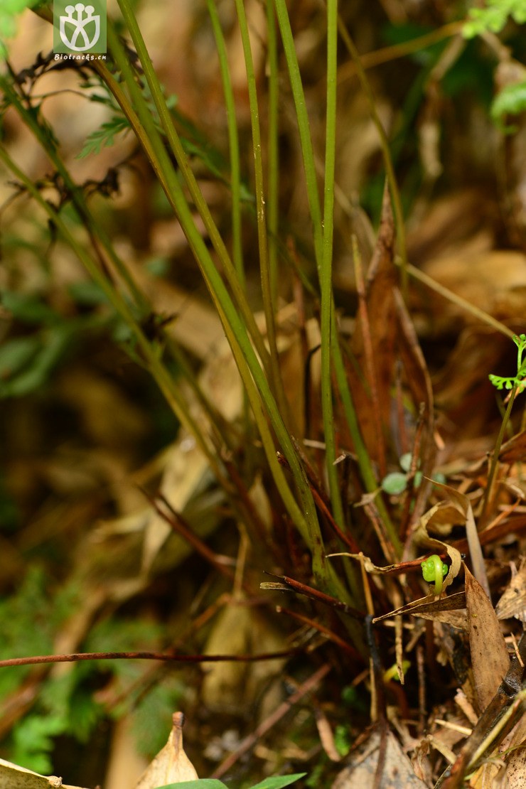 stenoloma chusanum乌蕨【可以处理】2014-06-16xx-sc (5).