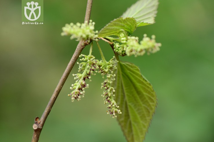 morus australis鸡桑【可以处理】2015-04-29xx-sc (7).