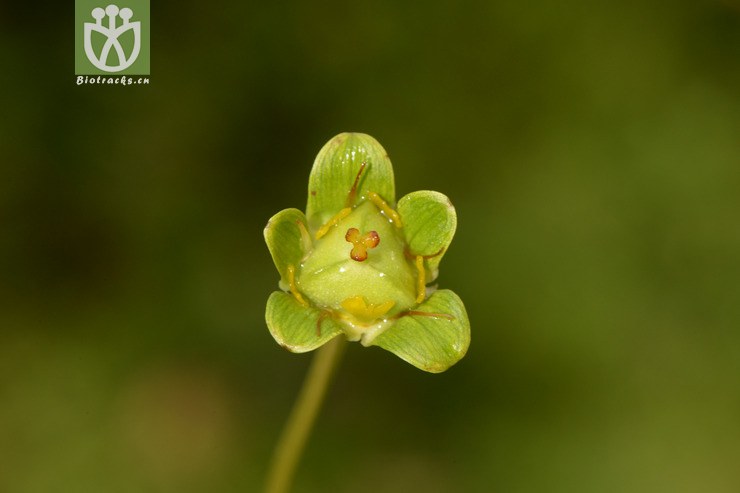 07450 parnassia delavayi突隔梅花草【可以处理】2014-08-08xx-sc