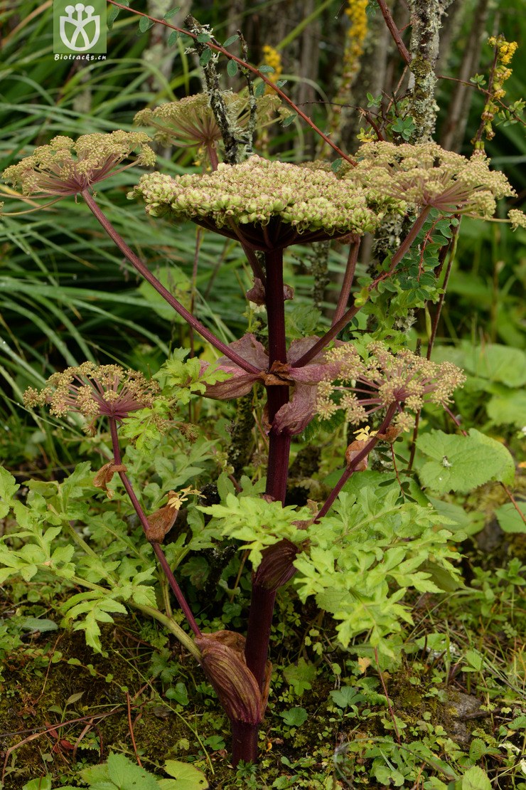 07449 angelica apaensis阿坝当归【可以处理】2014-08-08xx-sc (2).