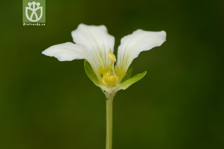 07450 parnassia delavayi突隔梅花草【可以处理】2014-08-08xx-sc