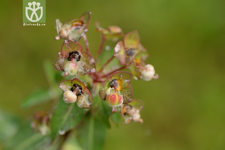 euphorbia micractina甘青大戟【可以处理】2014-08-08xx-sc (9).