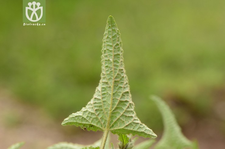 salvia roborowskii粘毛鼠尾草【可以处理】2014-07-31xx-sc (6).