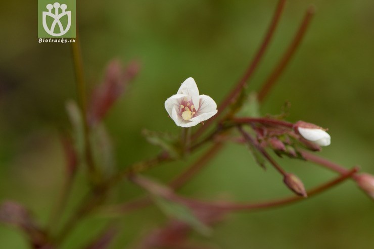 amurense毛脉柳叶菜【可以处理】2014-08-08xx-sc 相邻时间拍摄的