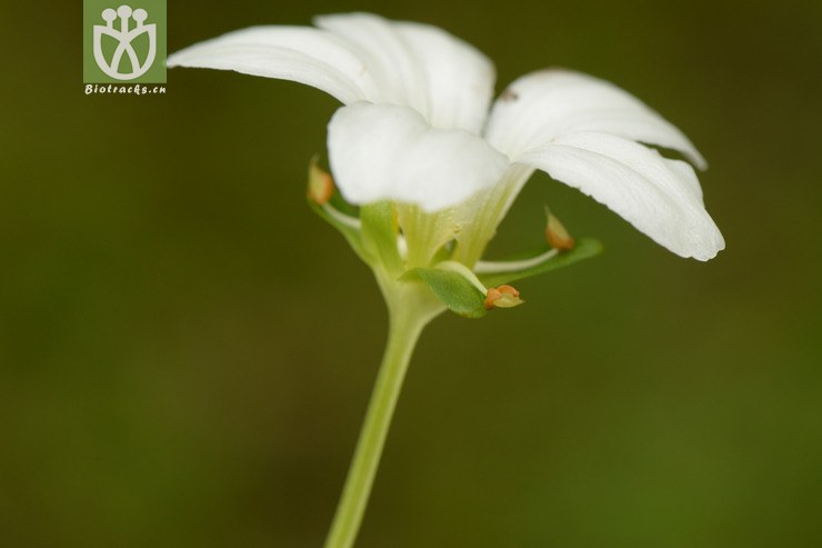 07450 parnassia delavayi突隔梅花草【可以处理】2014-08-08xx-sc