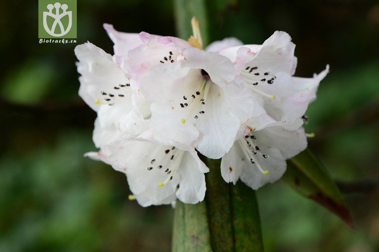 pachytrichum绒毛杜鹃【yg】a2015-04- 相邻时间拍摄的照片      张