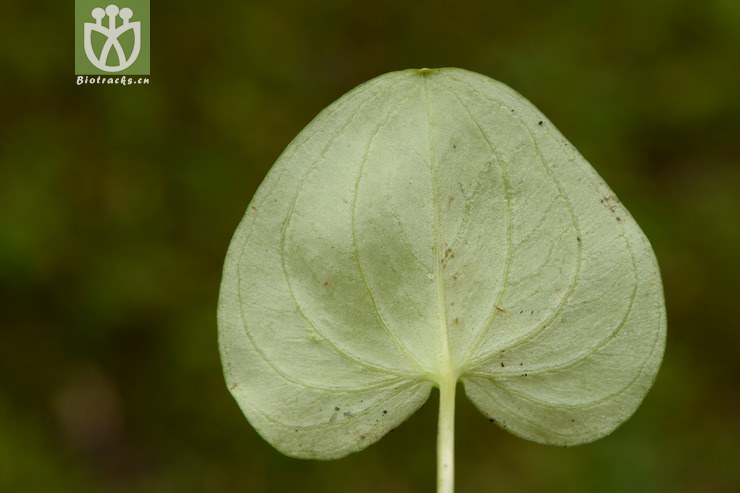 07450 parnassia delavayi突隔梅花草【可以处理】2014-08-08xx-sc