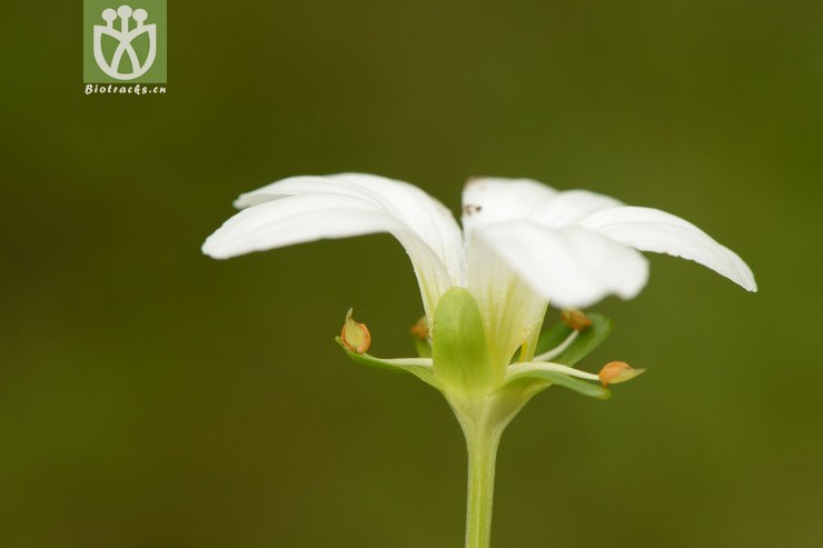 07450 parnassia delavayi突隔梅花草【可以处理】2014-08-08xx-sc