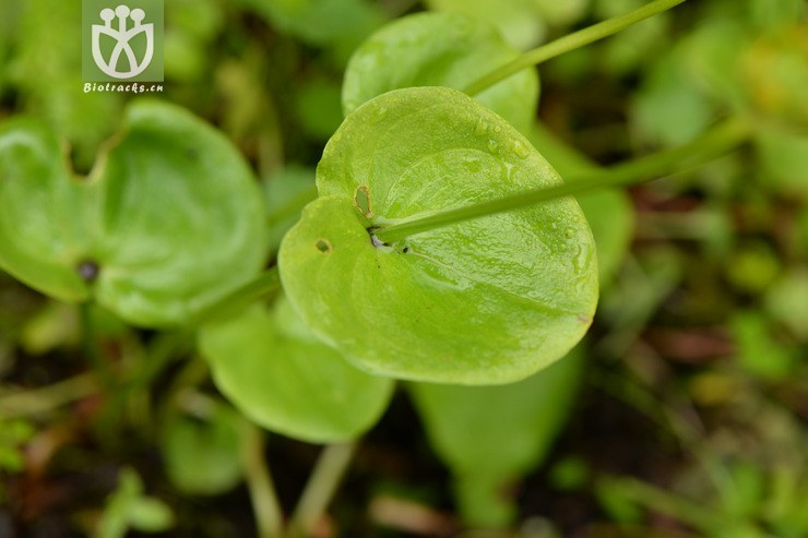 07450 parnassia delavayi突隔梅花草【可以处理】2014-08-08xx-sc (9